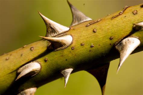 Thorns 1 Free Photo Download Freeimages