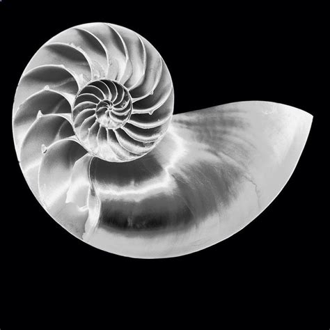 Negative Nautilus By Lazy Photon On Deviantart Fibonacci Nautilus