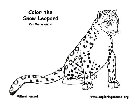 Baby Snow Leopard Coloring Pages At Free Printable Colorings Pages To Print