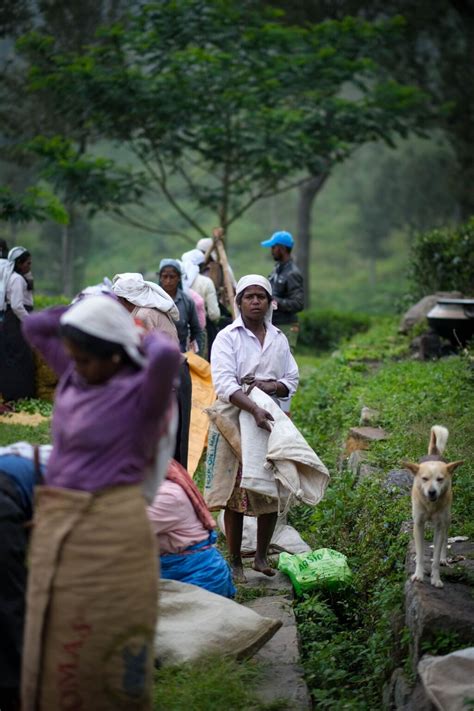 The 5 Best Tea Plantations To Visit In Sri Lanka Man Vs Globe