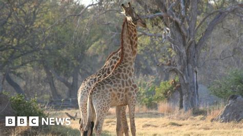 Giraffes Facing Silent Extinction As Population Plunges Bbc News