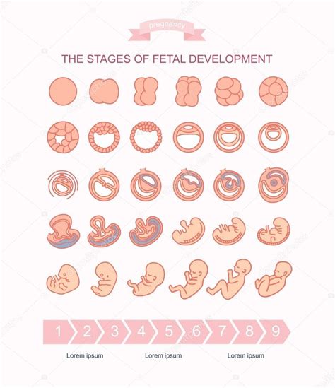 fetal development timeline week by week