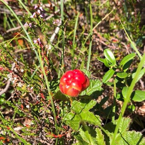 0,3 km lagt inn av statens vegvesen. Lygna - Tur - Fiske - Opplevelser | Lygnasæter Hotell ...