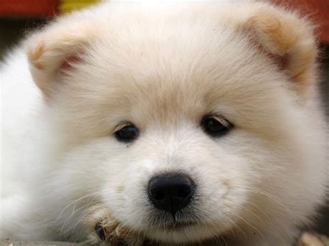 Samoyed Wallpapers Wallpaper Cave