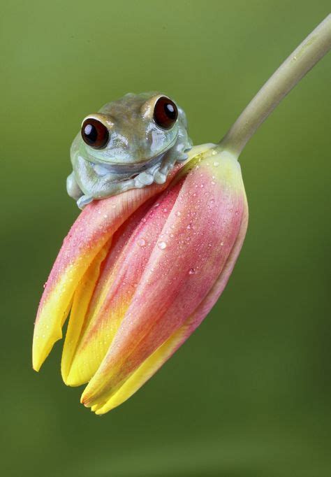 160 Frogs Ideen Frösche Amphibien Frosch