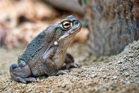 National Park Service Asks People To Please Refrain From Licking Toxin Rich Toads Fism Tv