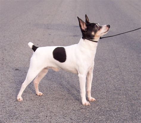 Toy Fox Terrier Info Temperament Life Span Puppies Pictures