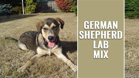 German Shepherd Lab Mix A Complete Guide Before Buying A Sheprador