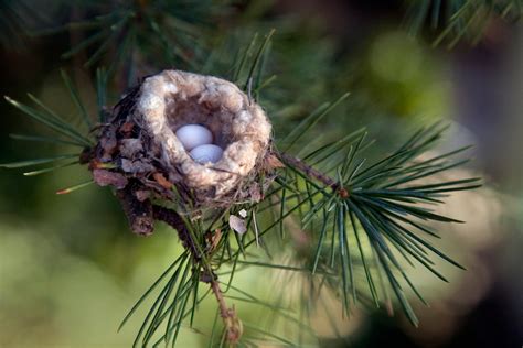 6 Incredible Things To Know About Hummingbird Nests