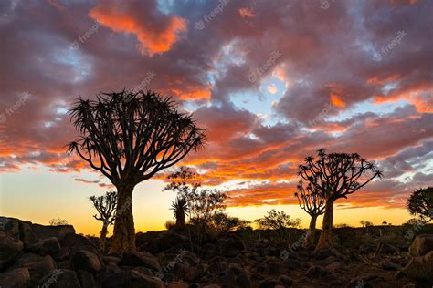 Free Photo Silhouette View Of Quiver Trees Forest With Beautiful Sky