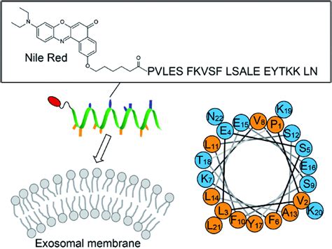 Amphipathic Helical Peptide Based Fluorogenic Probes For A Marker Free