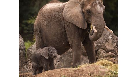 Wildlife Wednesday Elephant Calf Born At Disneys Animal Kingdom
