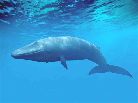 The Blue Whale The Wildlife