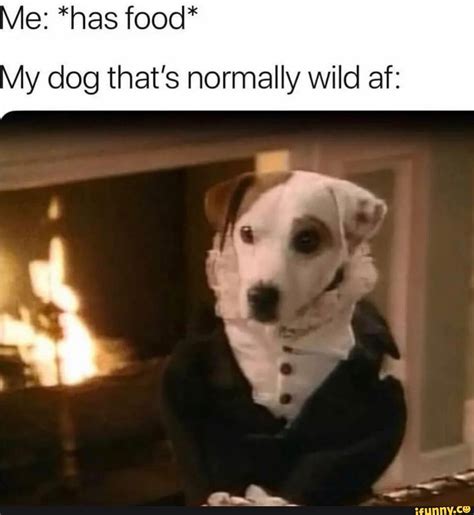 Me Has Food My Dog Thats Normally Wild Af Ifunny