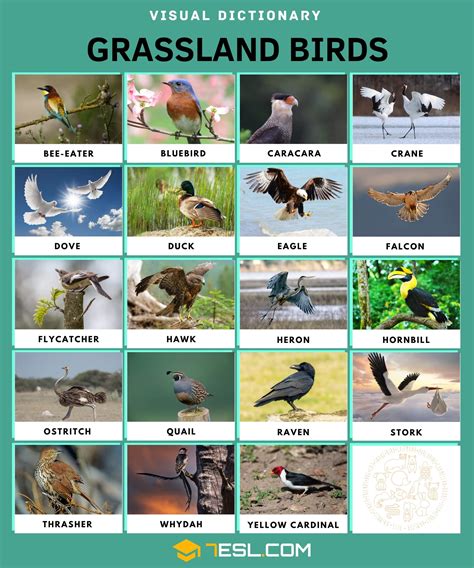 Grassland Animals And Plants Names