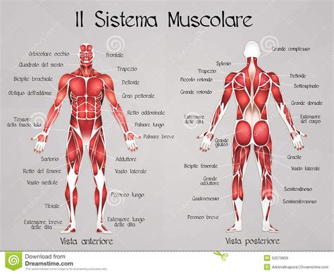 Il Sistema Muscolare Illustrazione Di Stock Immagine Muscular System Structure