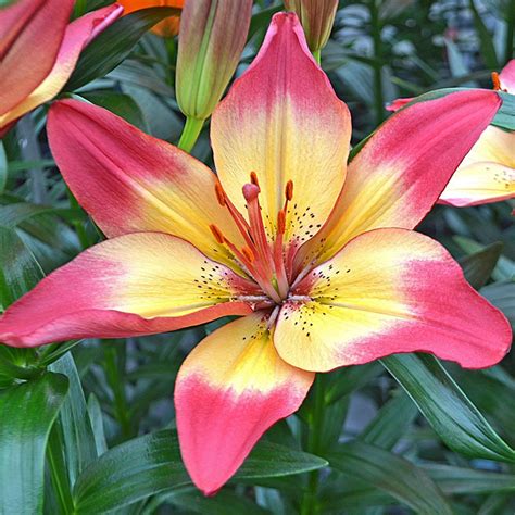 Lilium Heartstrings Lily Plant Types Lily Plants Fragrant Flowers