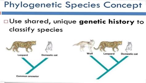 Species Concepts Different Species Concepts Zoologytalks 2024