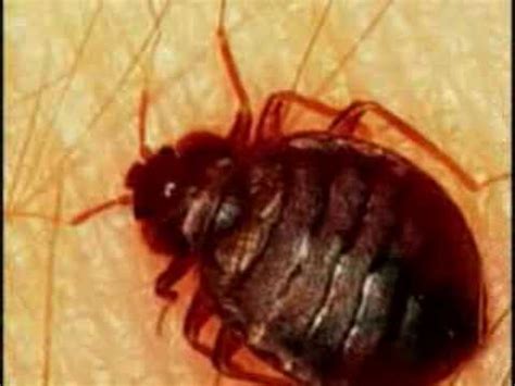 Bed bugs are small, brownish insects that feed solely on the blood of animals. Dog Sniffs Out Bed Bugs - YouTube