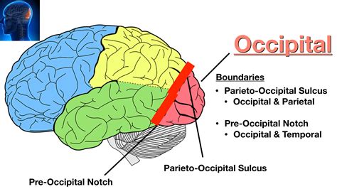 Lobes Of The Brain Cerebral Cortex Anatomy Function Labeled Diagram — Ezmed