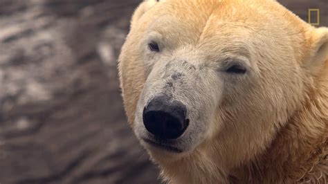 Animals 101 Polar Bears National Geographic Society