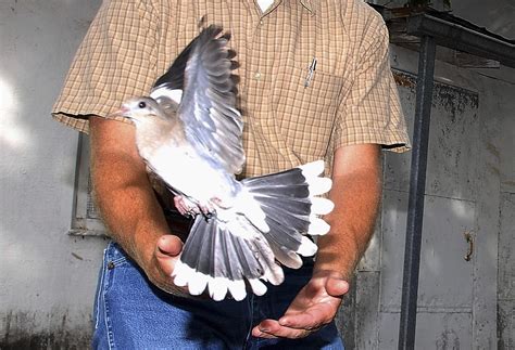 First White Winged Dove Seen In East Contra Costa County The Mercury News