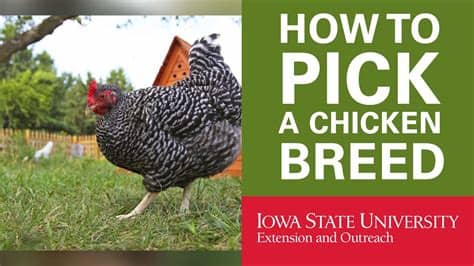How many backyard chickens should i get? Backyard Chickens: How to Pick Your Breed of Chicken - YouTube