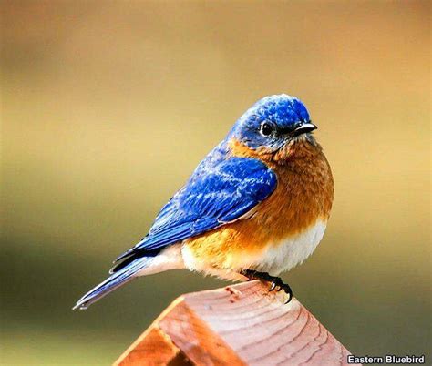 Top 15 Best Birds Of Missouri State Bird Of Missouri Bioexplorer
