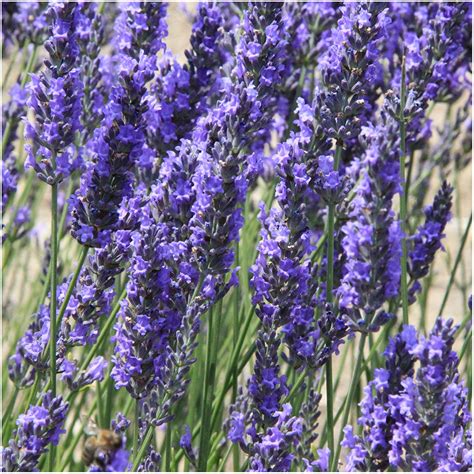 Top 5 Lavender Plant Uses Earthpedia