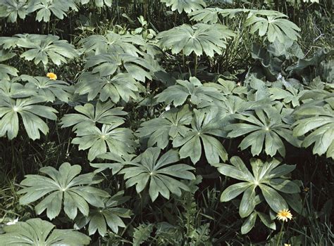 How To Grow And Care For Mayapple