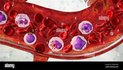 Illustration Showing Different Types Of Blood Cells Erythrocytes