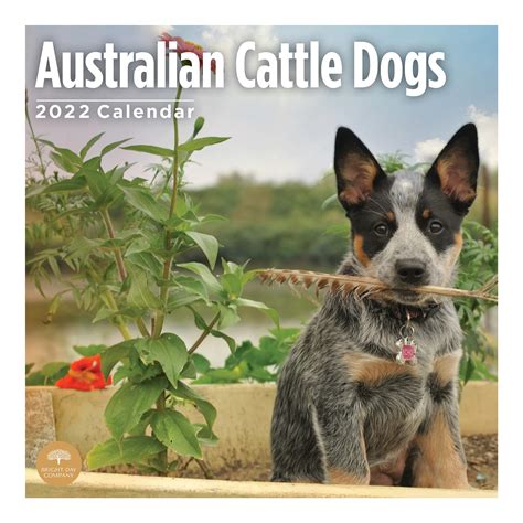 2022 Australian Cattle Dogs Wall Calendar By Bright Day 12 X 12 Inch