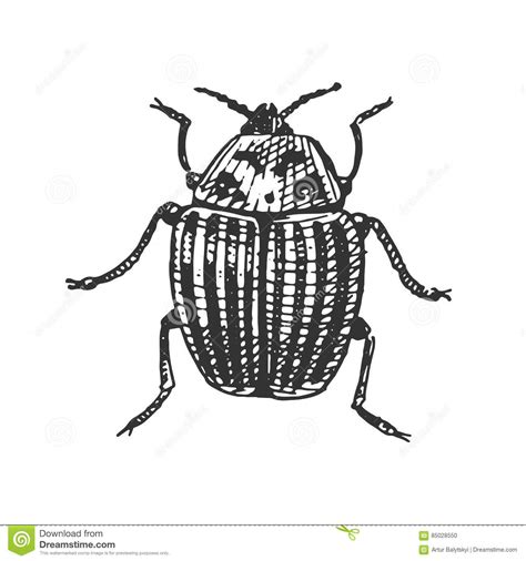 Beetle Insect Species Isolated Engraved Hand Drawn Animal In Vintage