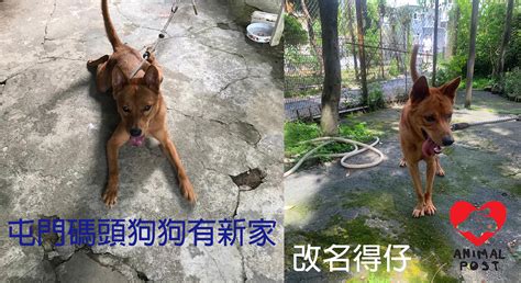 Please queue up at the pier and pay on the ferry form monday to friday( except saturday,sunday & public 屯門碼頭狗狗有新家 改名「得仔」 - 香港動物報 Hong Kong Animal Post