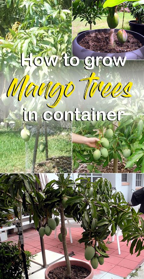 How To Grow Mango Tree Growing Mango Tree In Pots Mango Plant Care