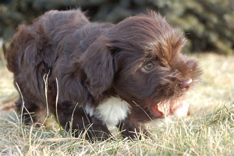 Breeders morningstar valley farm corryton tn, near knoxville tennessee on east coast in smoky mountains near ky, nc, sc, ga, al, fl, nashville tn. Akc Chocolate Puppies For Sale in Maine, Toy Dog - Maine ...