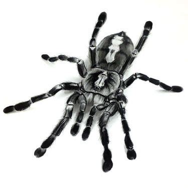 Would you like to change the currency to. Tarantula Tattoo Sketch | Sketch tattoo design, Tattoo ...