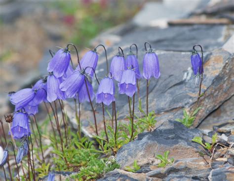 Campanula Cochlearifolia Seeds £345 From Chiltern Seeds Chiltern