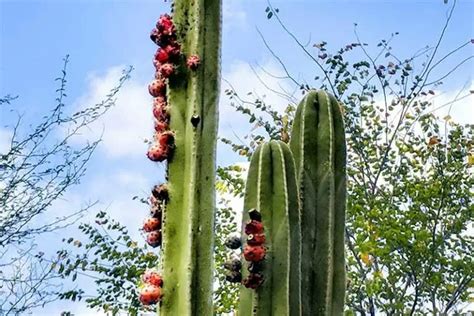 Are Cacti Edible 5 Types Of Cactus You Can Eat Cactuscare