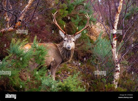 Red Deer Stag Cervus Elaphus In A Small Patch Of Highland Woodland