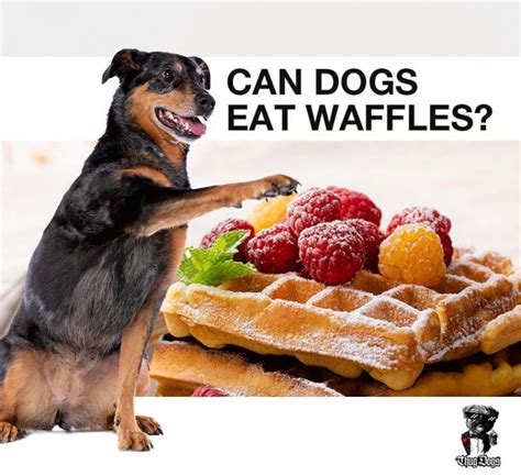 Can Dogs Eat Waffles What About Waffles With Maple Syrup Thug Dogs