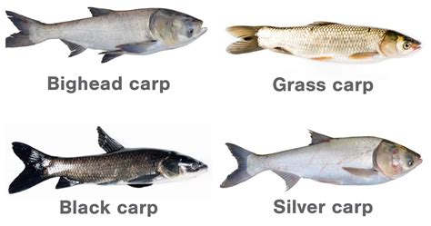 asian carp a call to action tennessee wildlife federation