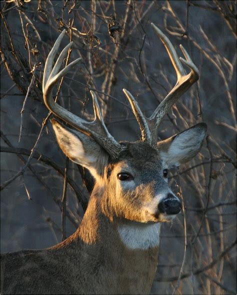 Big Buck Posing Photograph By Curt Heide Pixels