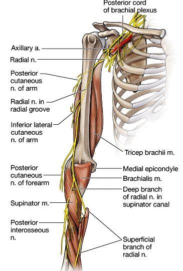 Radial Nerve Pathway Peripheral Nerve Medical Anatomy Radial Nerve