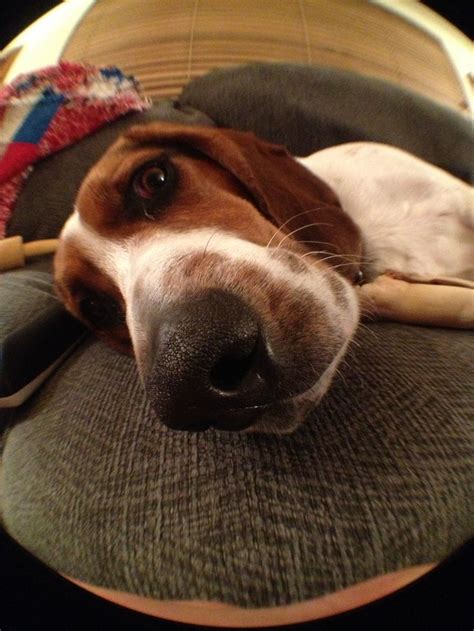 Howie The Beagle Bassett So Lovable Basset Hound Mix Beagle
