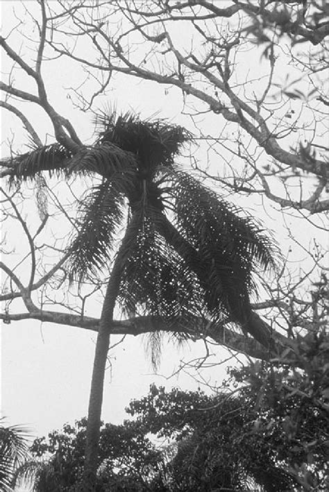 A Typical Chimpanzee Nest In An Eleais Guineensis Palm In The Cantanhez