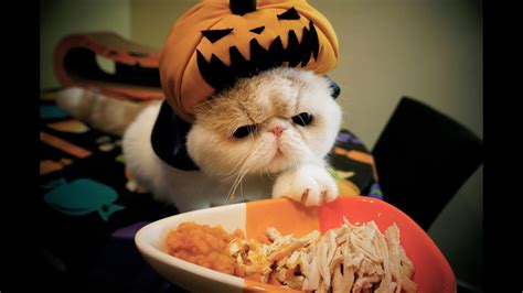 Do not give your cat raw pumpkin, pumpkin pulp, or the stem or skin of the pumpkin. Pumpkin Vampire Kitty - YouTube