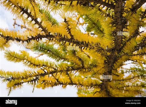 Close Up Of Larch Tree Branches Hi Res Stock Photography And Images Alamy