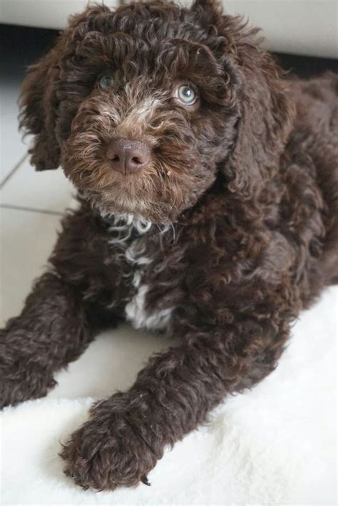 Black and White Portuguese Water Dog Puppies (With images ...