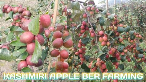 Kashmiri Apple Ber Successful Farming In India Youtube